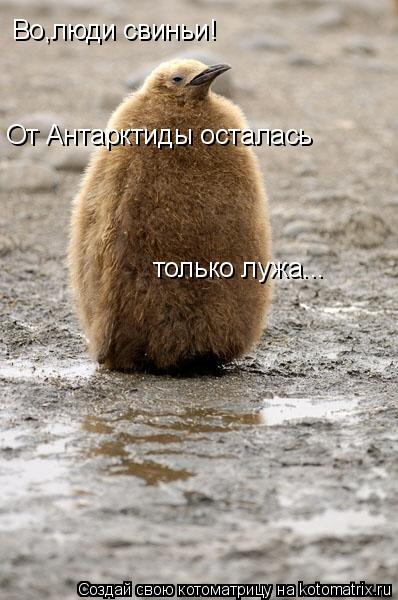 Во,люди свиньи! От Антарктиды осталась только лужа...... Котоматрица: Во,люди свиньи! От Антарктиды осталась только лужа...