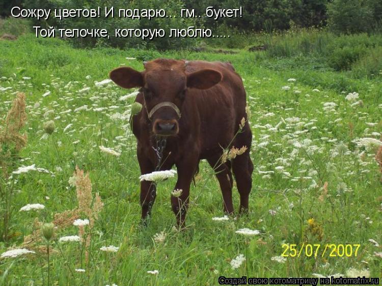 Сожру цветов! И подарю... гм.. букет! Той телочке, которую люблю........ Котоматрица: Сожру цветов! И подарю... гм.. букет! Той телочке, которую люблю.....