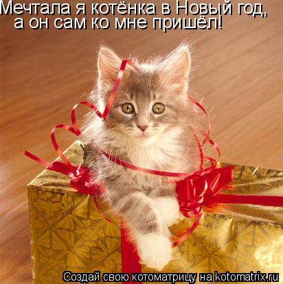 Мечтала я котёнка в Новый год, а он сам ко мне пришёл!... Котоматрица: Мечтала я котёнка в Новый год, а он сам ко мне пришёл!