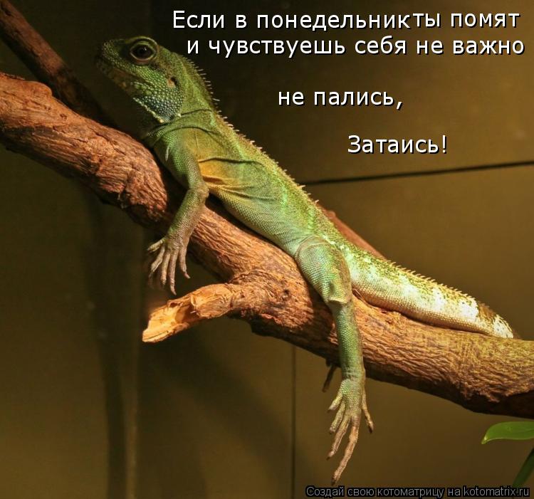 Если в понедельник ты помят и чувствуешь себя не важно Затаись! не пались,... Котоматрица: Если в понедельник ты помят и чувствуешь себя не важно Затаись! не пались,