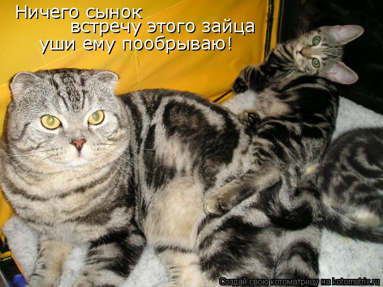 Ничего сынок встречу этого зайца уши ему пообрываю!... Котоматрица: Ничего сынок встречу этого зайца уши ему пообрываю!