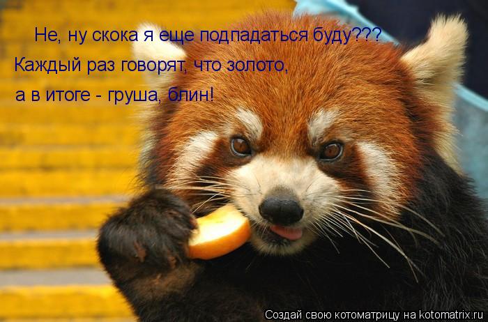 Не, ну скока я еще подпадаться буду??? Каждый раз говорят, что золото, а в итоге - груша, блин!... Котоматрица: Не, ну скока я еще подпадаться буду??? Каждый раз говорят, что золото, а в итоге - груша, блин!