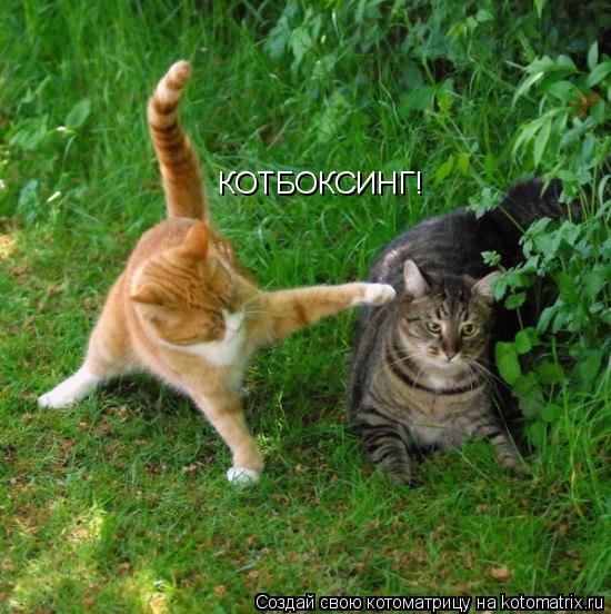 КОТБОКСИНГ!... Котоматрица: КОТБОКСИНГ!