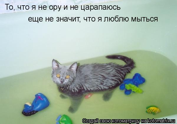 То, что я не ору и не царапаюсь еще не значит, что я люблю мыться... Котоматрица: То, что я не ору и не царапаюсь еще не значит, что я люблю мыться
