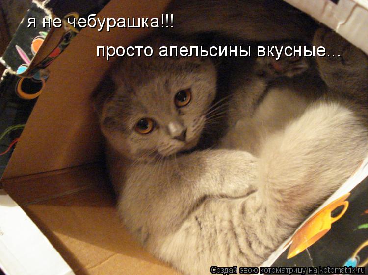 я не чебурашка!!! просто апельсины вкусные...... Котоматрица: я не чебурашка!!! просто апельсины вкусные...