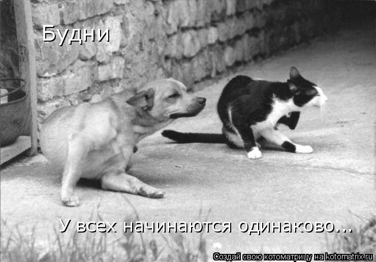 Будни У всех начинаются одинаково...... Котоматрица: Будни У всех начинаются одинаково...