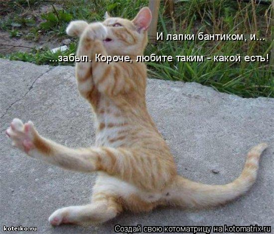 И лапки бантиком, и... ...забыл. Короче, любите таким - какой есть!... Котоматрица: И лапки бантиком, и... ...забыл. Короче, любите таким - какой есть!