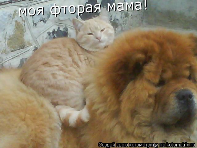 моя фторая мама!... Котоматрица: моя фторая мама!