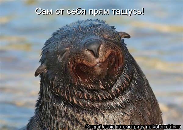 Сам от себя прям тащусь!... Котоматрица: Сам от себя прям тащусь!