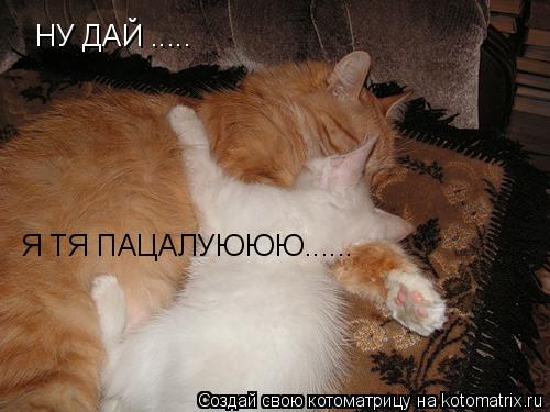 НУ ДАЙ ..... Я ТЯ ПАЦАЛУЮЮЮ......... Котоматрица: НУ ДАЙ ..... Я ТЯ ПАЦАЛУЮЮЮ......