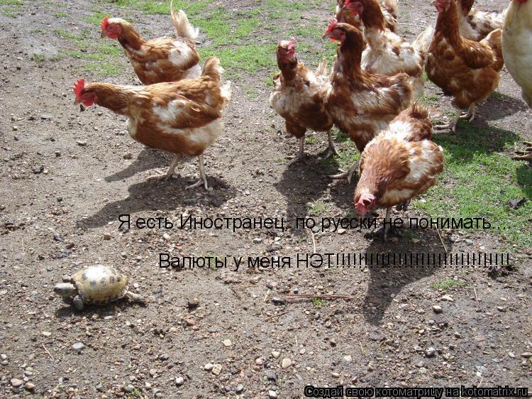 Я есть Иностранец, по русски не понимать.... Валюты у меня НЭТ!!!!!!!!!!!!!!!!!!!!!!!!!!!!!!!... Котоматрица: Я есть Иностранец, по русски не понимать.... Валюты у меня НЭТ!!!!!!!!!!!!!!!!!!!!!!!!!!!!!!!