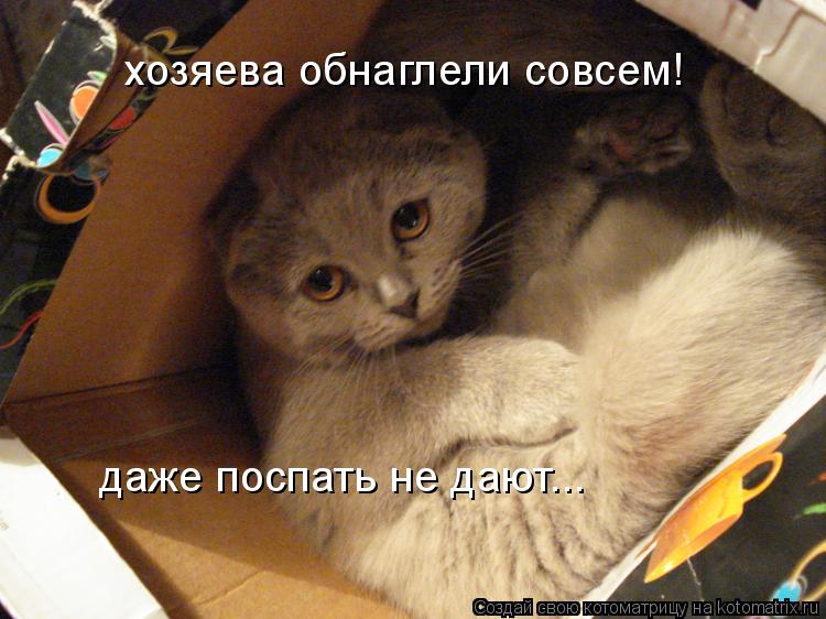 хозяева обнаглели совсем! даже поспать не дают...... Котоматрица: хозяева обнаглели совсем! даже поспать не дают...
