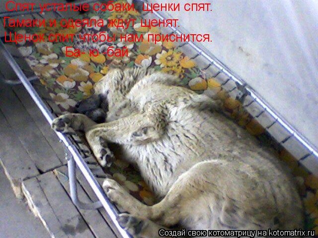 Спят усталые собаки, щенки спят. Гамаки и одеяла ждут щенят. Щенок спит чтобы нам приснится. Ба- ю -б... Котоматрица: Спят усталые собаки, щенки спят. Гамаки и одеяла ждут щенят. Щенок спит чтобы нам приснится. Ба- ю -бай