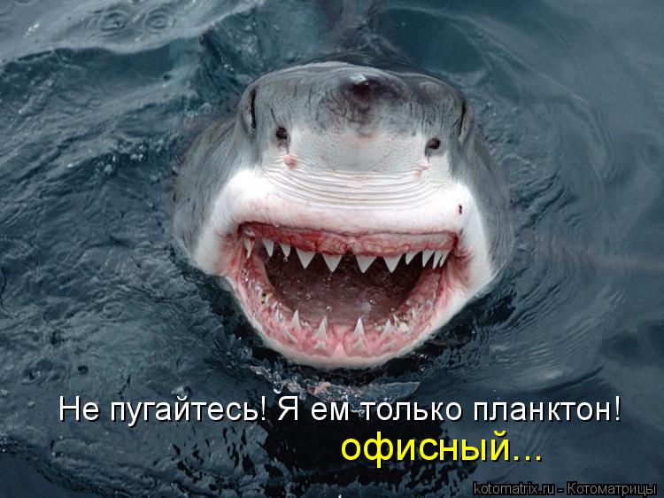 Не пугайтесь! Я ем только планктон! офисный...... Котоматрица: Не пугайтесь! Я ем только планктон! офисный...