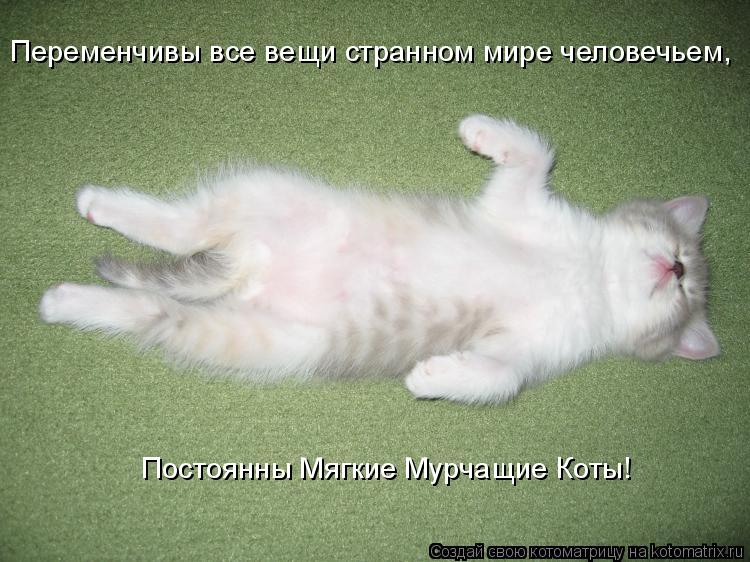 Переменчивы все вещи странном мире человечьем, Постоянны Мягкие Мурчащие Коты!... Котоматрица: Переменчивы все вещи странном мире человечьем, Постоянны Мягкие Мурчащие Коты!