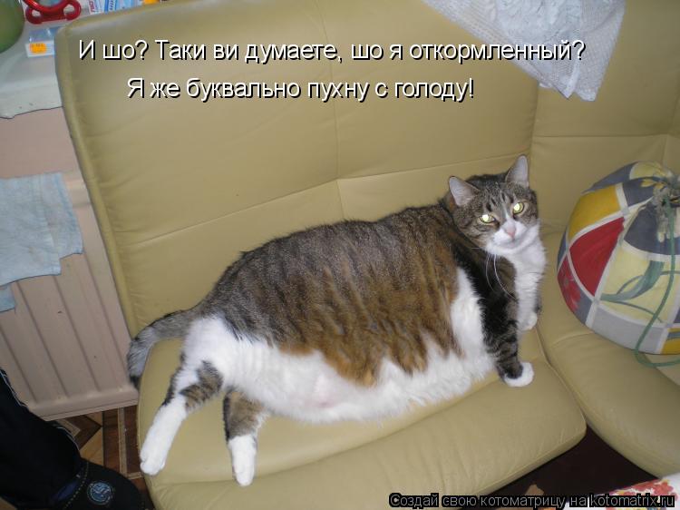 И шо? Таки ви думаете, шо я откормленный? Я же буквально пухну с голоду!... Котоматрица: И шо? Таки ви думаете, шо я откормленный? Я же буквально пухну с голоду!