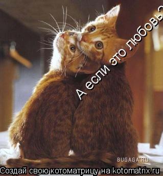 А если это любовь?... Котоматрица: А если это любовь?