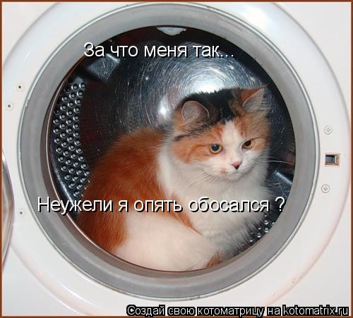 За что меня так... Неужели я опять обосался ?... Котоматрица: За что меня так... Неужели я опять обосался ?