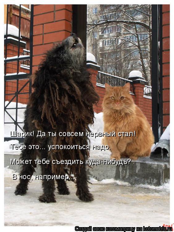 Котоматрица: Шарик! Да ты совсем нервный стал! Тебе это... успокоиться надо. Может тебе съездить куда-нибудь? В нос, например...