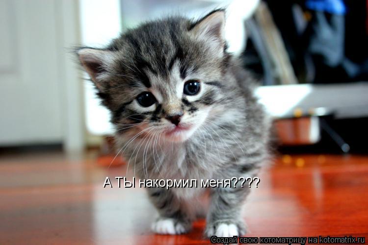 А ТЫ накормил меня????... Котоматрица: А ТЫ накормил меня????