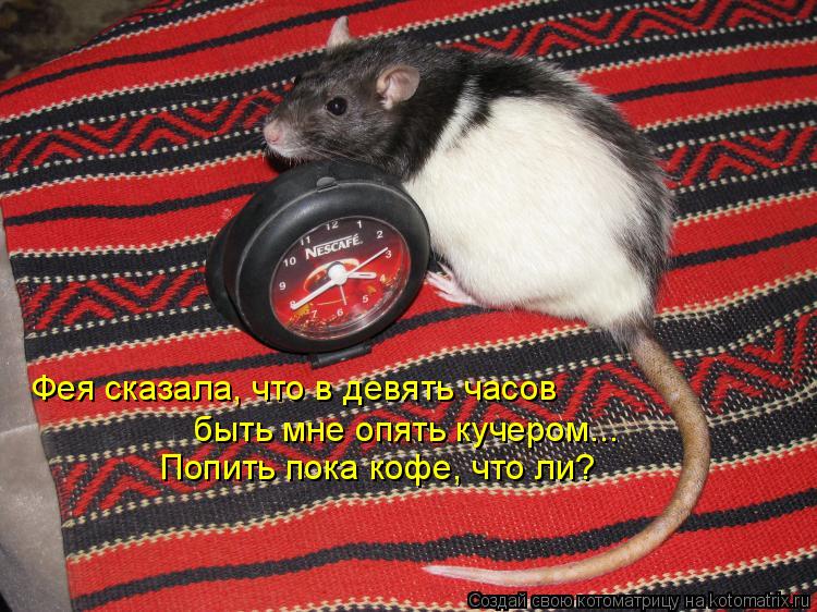 Фея сказала, что в девять часов быть мне опять кучером... Попить пока кофе, что ли?... Котоматрица: Фея сказала, что в девять часов быть мне опять кучером... Попить пока кофе, что ли?