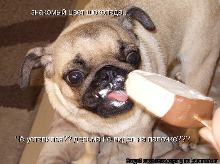 знакомый цвет шоколада... Чё уставился?? дерьма не видел на палочке???... Котоматрица: знакомый цвет шоколада... Чё уставился?? дерьма не видел на палочке???