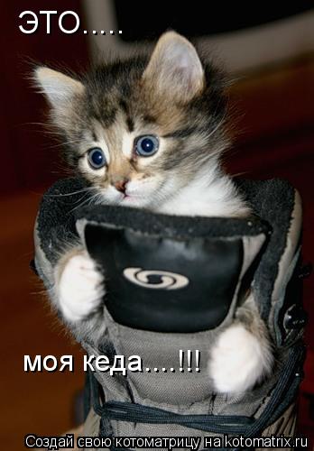 ЭТО..... моя кеда....!!!... Котоматрица: ЭТО..... моя кеда....!!!