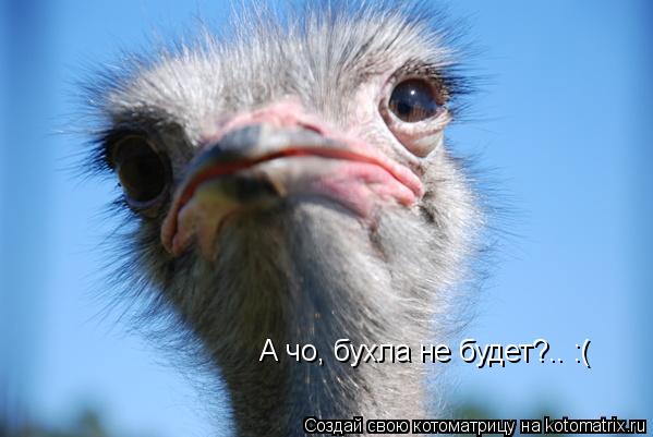 А чо, бухла не будет?.. :(... Котоматрица: А чо, бухла не будет?.. :(