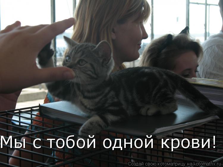 Мы с тобой одной крови!... Котоматрица: Мы с тобой одной крови!