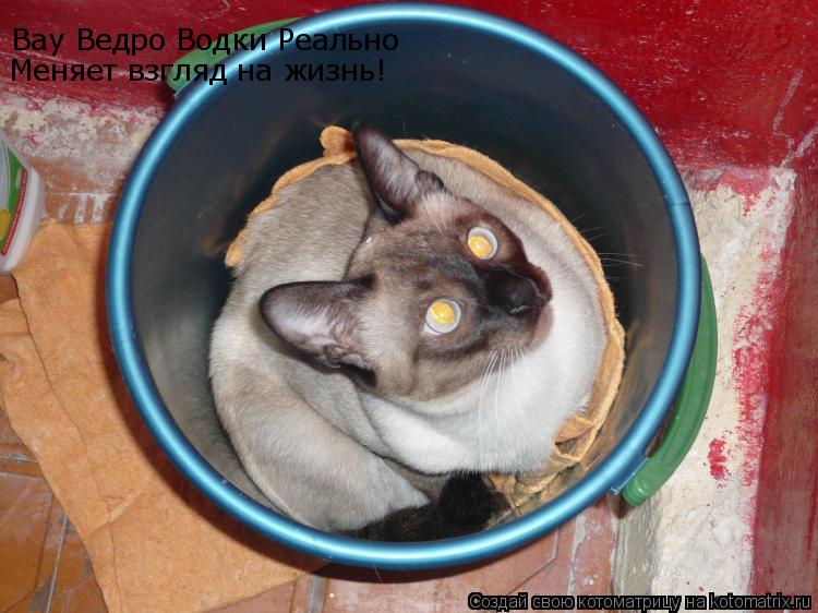 Вау Ведро Водки Реально Меняет взгляд на жизнь!... Котоматрица: Вау Ведро Водки Реально Меняет взгляд на жизнь!