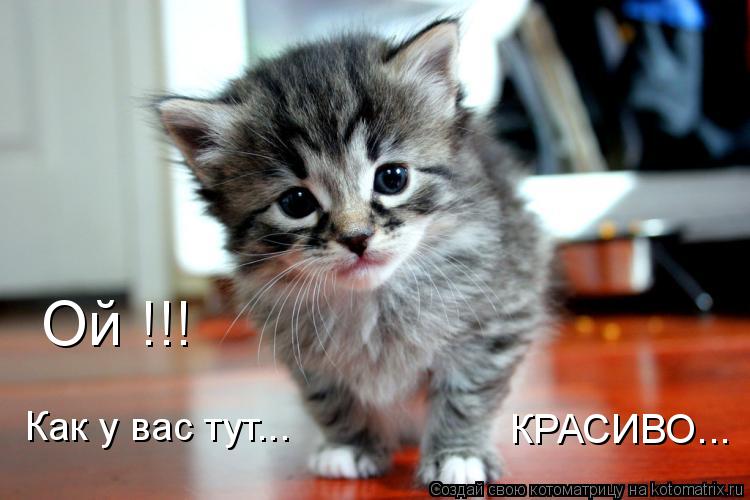 Ой !!! Как у вас тут... КРАСИВО...... Котоматрица: Ой !!! Как у вас тут... КРАСИВО...