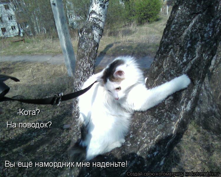 -Кота? На поводок? Вы ещё намордник мне наденьте!... Котоматрица: -Кота? На поводок? Вы ещё намордник мне наденьте!