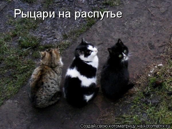 Рыцари на распутье... Котоматрица: Рыцари на распутье