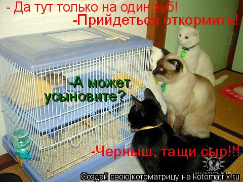 - Да тут только на один зуб! -Прийдеться откормить! -Черныш, тащи сыр!!! -А может усыновите?... Котоматрица: - Да тут только на один зуб! -Прийдеться откормить! -Черныш, тащи сыр!!! -А может усыновите?