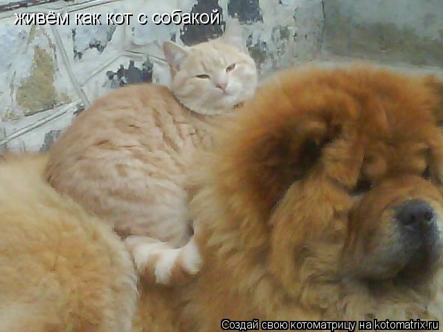 живём как кот с собакой... Котоматрица: живём как кот с собакой