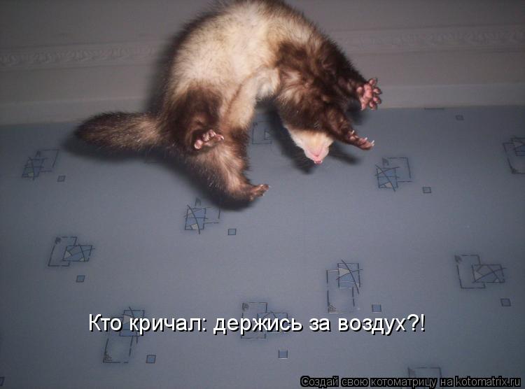 Кто кричал: держись за воздух?!... Котоматрица: Кто кричал: держись за воздух?!