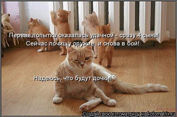 Первая попытка оказалась удачной - сразу 4 сына! Сейчас почищу оружие, и снова в бой! Надеюсь, что бу... Котоматрица: Первая попытка оказалась удачной - сразу 4 сына! Сейчас почищу оружие, и снова в бой! Надеюсь, что будут дочки!