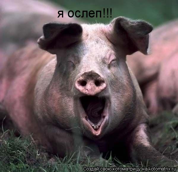 я ослеп!!!... Котоматрица: я ослеп!!!