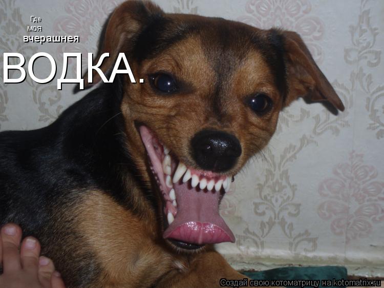 Где моя вчерашнея ВОДКА.... Котоматрица: Где моя вчерашнея ВОДКА.