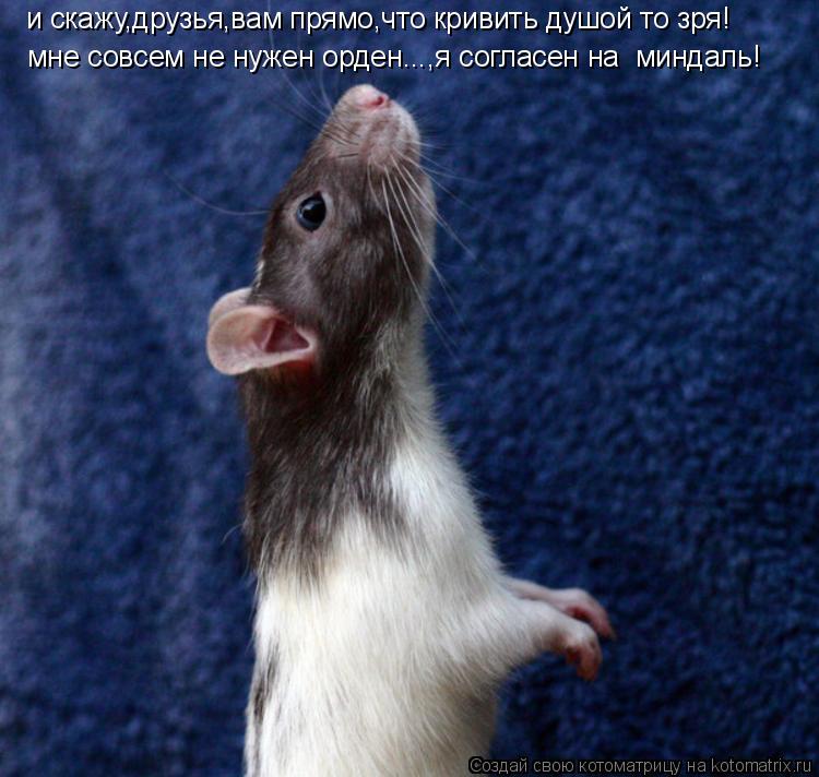 и скажу,друзья,вам прямо,что кривить душой то зря! мне совсем не нужен орден...,я согласен на минда... Котоматрица: и скажу,друзья,вам прямо,что кривить душой то зря! мне совсем не нужен орден...,я согласен на миндаль!