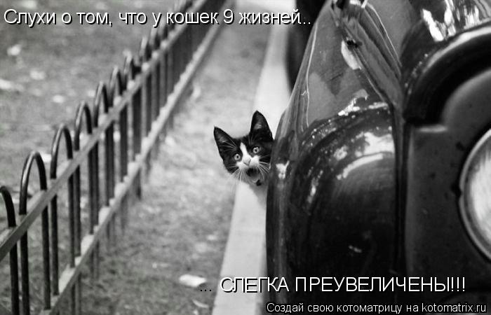 Слухи о том, что у кошек 9 жизней СЛЕГКА ПРЕУВЕЛИЧЕНЫ!!! ... ...... Котоматрица: Слухи о том, что у кошек 9 жизней СЛЕГКА ПРЕУВЕЛИЧЕНЫ!!! ... ...
