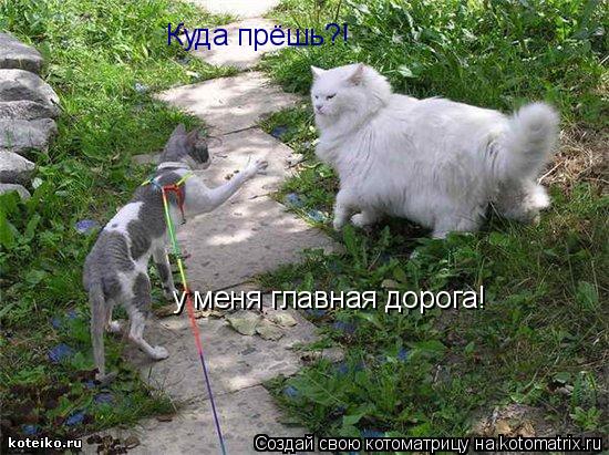 Куда прёшь?! у меня главная дорога!... Котоматрица: Куда прёшь?! у меня главная дорога!