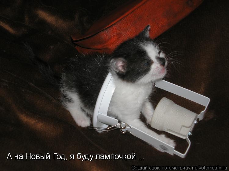 А на Новый Год, я буду лампочкой ...... Котоматрица: А на Новый Год, я буду лампочкой ...