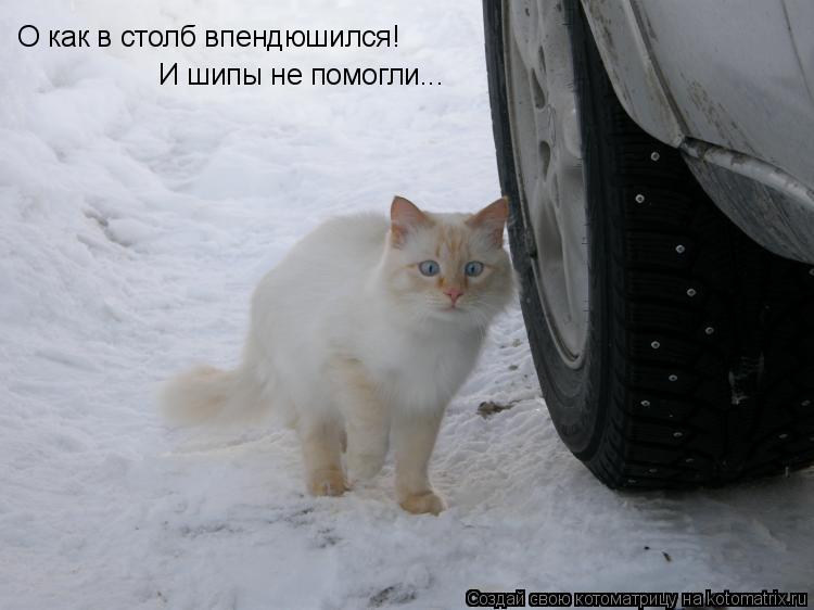О как в столб впендюшился! И шипы не помогли...... Котоматрица: О как в столб впендюшился! И шипы не помогли...