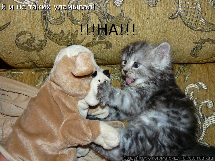 Я и не таких уламывал! !!!НА!!!... Котоматрица: Я и не таких уламывал! !!!НА!!!