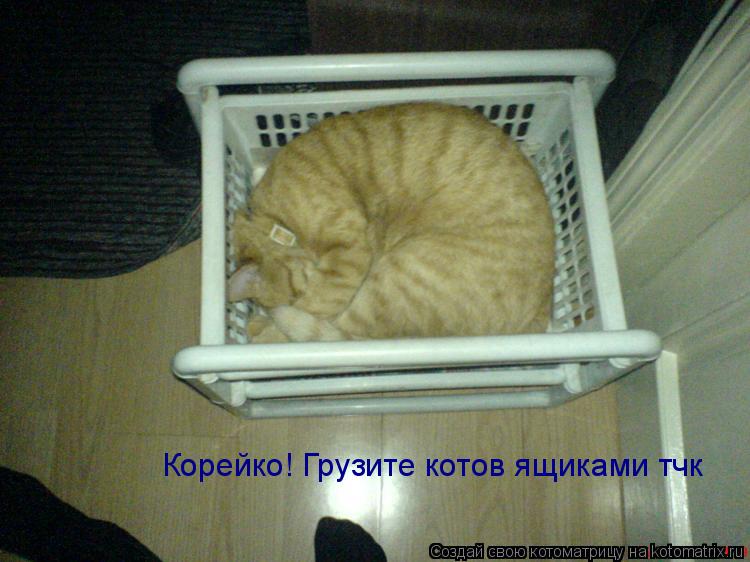 Корейко! Грузите котов ящиками тчк... Котоматрица: Корейко! Грузите котов ящиками тчк