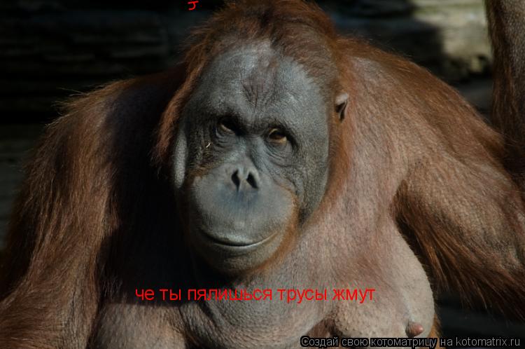 че ты пялишься трусы жмут че ты пялишься трусы жмут... Котоматрица: че ты пялишься трусы жмут че ты пялишься трусы жмут