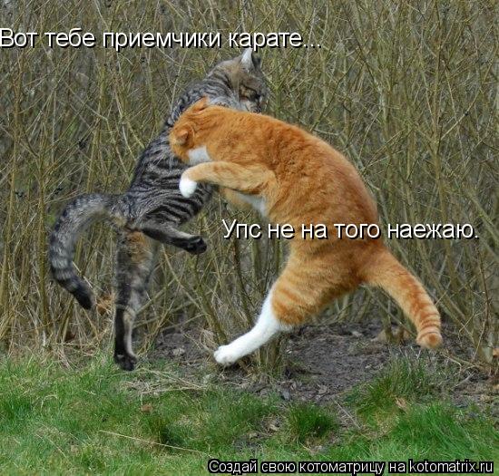 Вот тебе приемчики карате... Упс не на того наежаю.... Котоматрица: Вот тебе приемчики карате... Упс не на того наежаю.