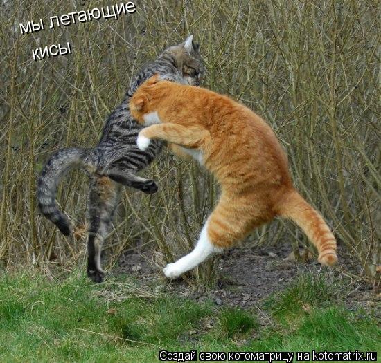 мы летающие кисы... Котоматрица: мы летающие кисы