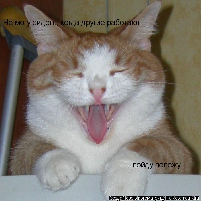 Не могу сидеть, когда другие работают... ...пойду полежу... Котоматрица: Не могу сидеть, когда другие работают... ...пойду полежу
